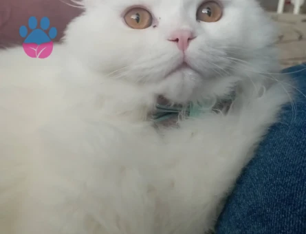 Herküle eş arıyoruz