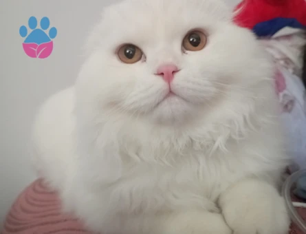 Herküle eş arıyoruz