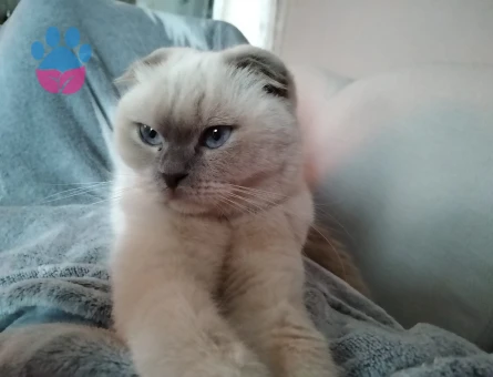 Güzel kızım şila için eş arıyorum