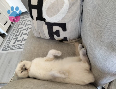 Güzel kızım şila için eş arıyorum