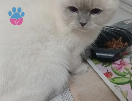 Güzel kızım şila için eş arıyorum