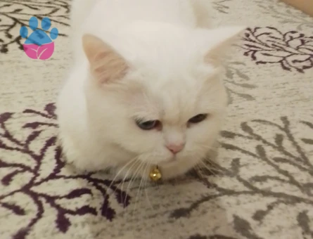 British Shorthair Kızımıza eş arıyoruz