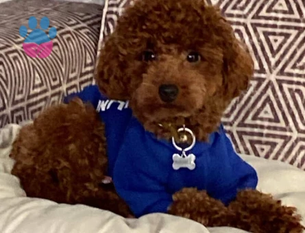 Oğlum gelin adaylarını arıyor