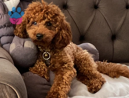 Oğlum gelin adaylarını arıyor