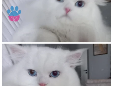 British Longhair Erkek kedimize eş arıyoruz.