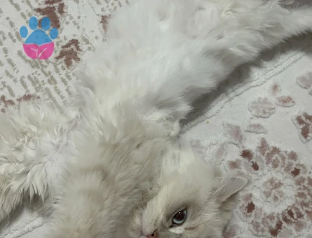 British Shorthair Yakışıklı Oğluma Eş Arıyorum