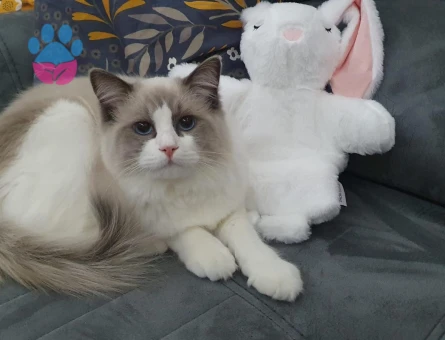 Ragdoll 1 Yaşında Eş Arıyor