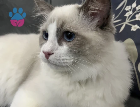 Ragdoll 1 Yaşında Eş Arıyor