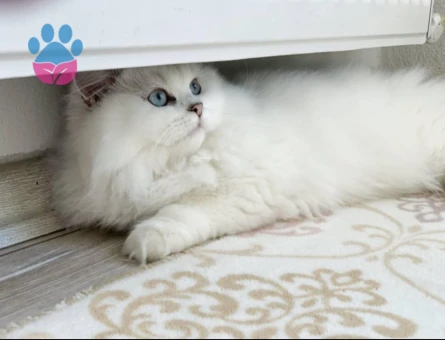 Şecereli ve Safkan British Longhair Oğlumuza Eş Arıyorum