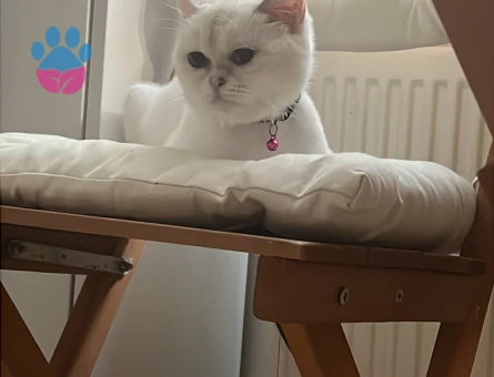 Exotic Shorthair Kedime Eş arıyoruz