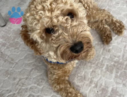 Maltipo 10 Aylık Eş Arıyor