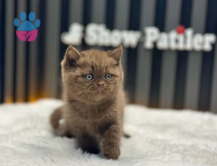 British Shorthair 1 Yaşında Eş Arıyor