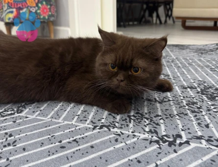 British Shorthair 1 Yaşında Eş Arıyor