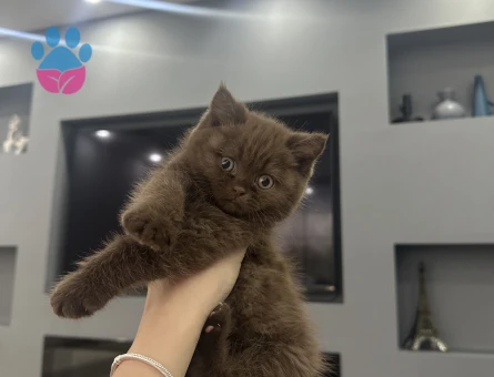 British Shorthair 1 Yaşında Eş Arıyor