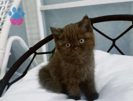 British Shorthair 1 Yaşında Eş Arıyor