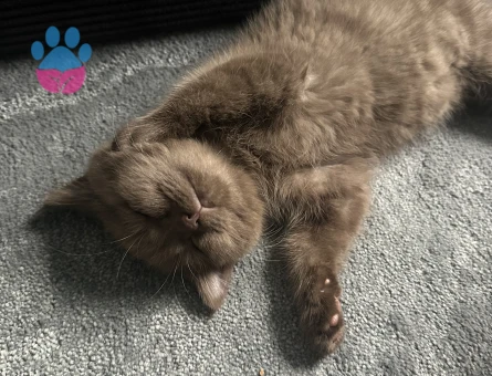 British Shorthair 1 Yaşında Eş Arıyor