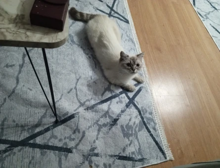 British Shorthair Kızıma Eş Arıyorum 1 Yaşında - 118967525