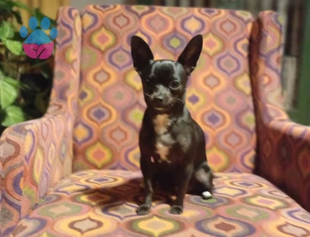 Chihuahua  1,5 Yaşında Eş Arıyor