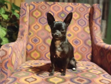 Chihuahua  1,5 Yaşında Eş Arıyor - 118967526