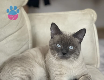 Blue point british shorthair