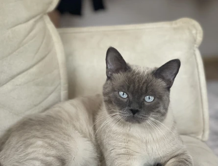 Blue point british shorthair - 118967527