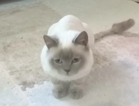 British Shorthair Oğlumuza Eş Arıyoruz - 118967529