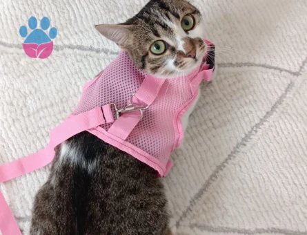 Tekir Kedim Eş Arıyor 1 Yaşında