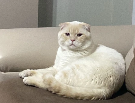 Scottish Fold 1 Yaşında Eş Arıyoruz - 118976825