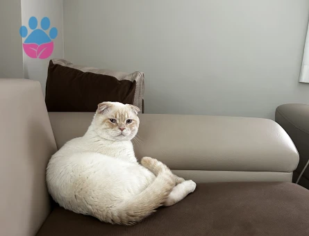 Scottish Fold 1 Yaşında Eş Arıyoruz