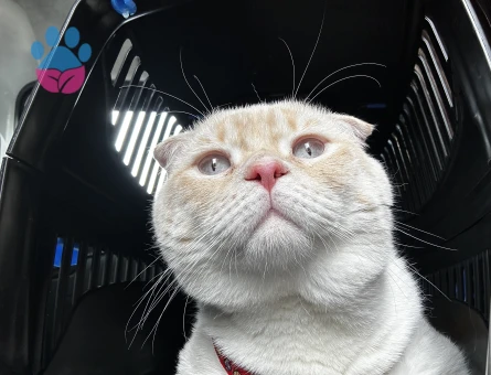 Scottish Fold 1 Yaşında Eş Arıyoruz