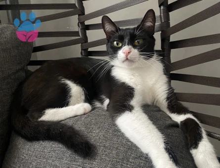 Prenses sofiamıza eş arıyoruz