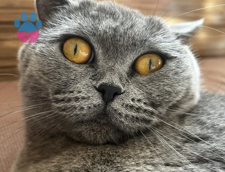 British kızımıza erkek arıyoruz