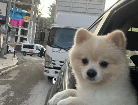 1,5 yaşında pomeryan oğlumuza eş arıyoruz