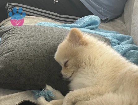 1,5 yaşında pomeryan oğlumuza eş arıyoruz