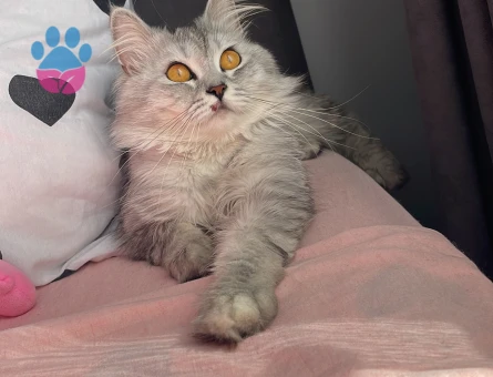 Oğlumuz bal taliplerini bekliyor