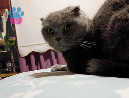 British Shorthair Dişi Kızgınlıkta