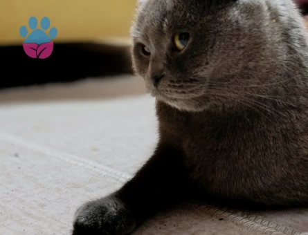 British Shorthair Dişi Kızgınlıkta
