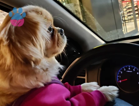 Pekinez 2 Yaşında Köpeğime Eş Arıyorum
