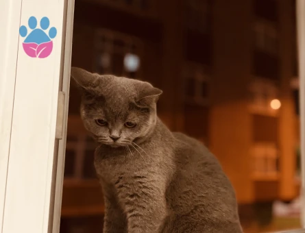 3 Yaşında British Shorthair Dişi Kedim Kızgınlıkta