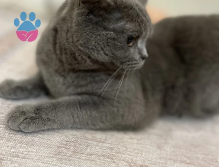 3 Yaşında British Shorthair Dişi Kedim Kızgınlıkta