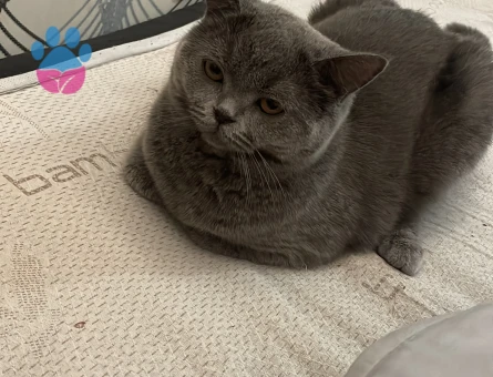 3 Yaşında British Shorthair Dişi Kedim Kızgınlıkta