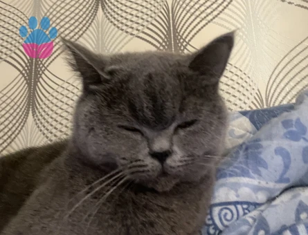 3 Yaşında British Shorthair Dişi Kedim Kızgınlıkta