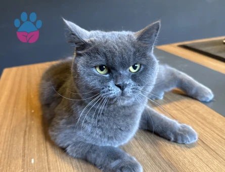 British Shorthair 1 Yaşında Acil Eş Arıyorum