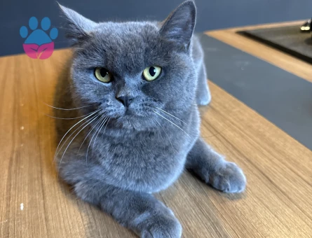 British Shorthair 1 Yaşında Acil Eş Arıyorum