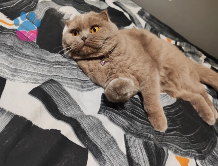 2 Yaşındaki Kızıma Scottish Fold Damat Adaylarını bekliyoruz