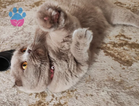 2 Yaşındaki Kızıma Scottish Fold Damat Adaylarını bekliyoruz