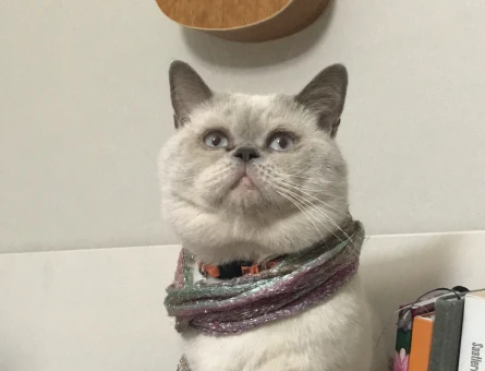 British blue point - 118969370