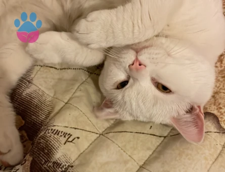 Oğlumuza Eş Arıyoruz!!!