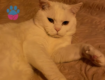 Oğlumuza Eş Arıyoruz!!!