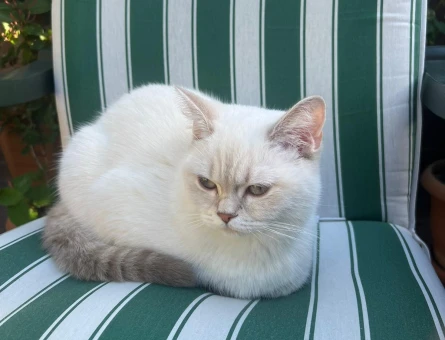 British shorthair kızımıza eş - 118969380